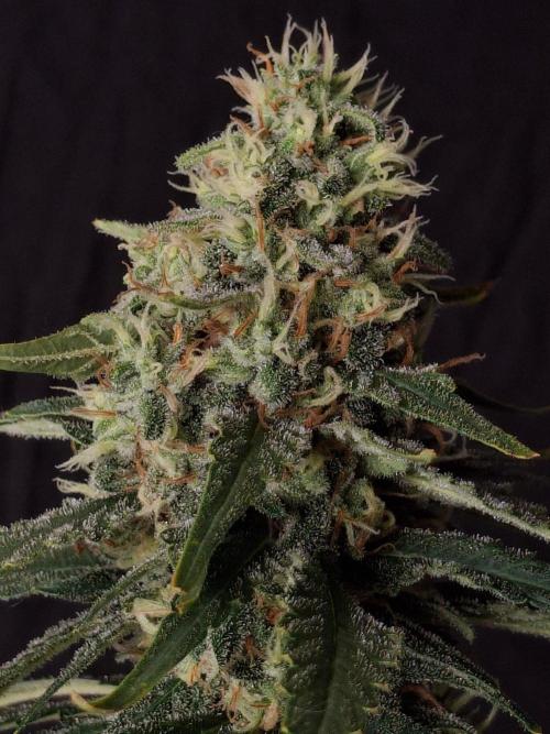 SensiStar* + Wappa Love it or Love it !!. Week 7 - Wappa