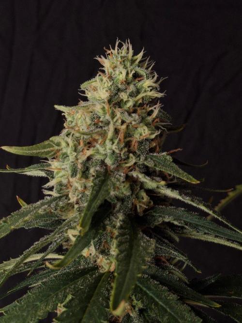 SensiStar* + Wappa Love it or Love it !!. Week 7 - Wappa