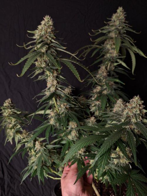 SensiStar* + Wappa Love it or Love it !!. Week 7 - Wappa