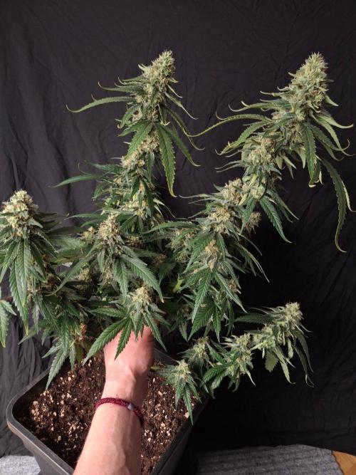 SensiStar* + Wappa Love it or Love it !!. Week 7 - Wappa