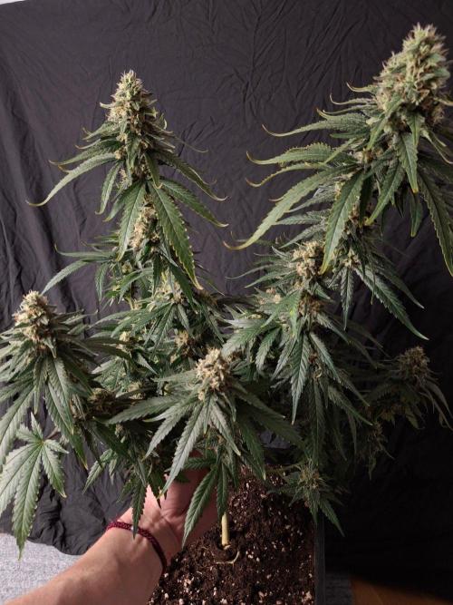 SensiStar* + Wappa Love it or Love it !!. Week 7 - Wappa