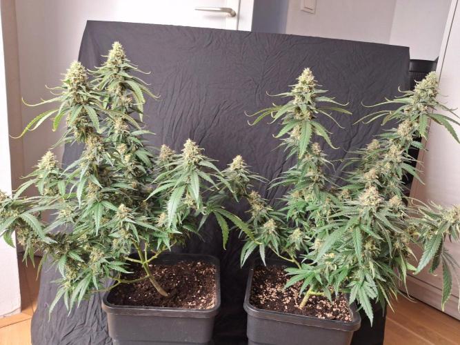 SensiStar* + Wappa Love it or Love it !!. Week 7 - 2 Wappas 