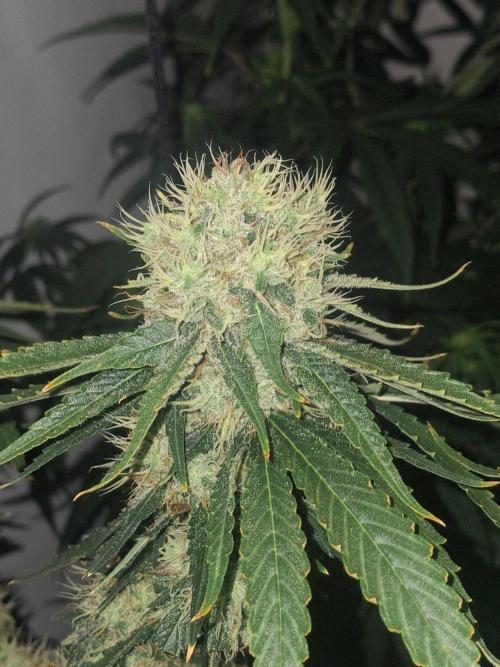 SensiStar* + Wappa Love it or Love it !!. Week 7 - Sensistar at night 

Still popping fresh hairs 