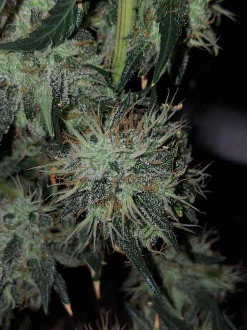 SensiStar* + Wappa Love it or Love it !!. Week 8 - These are the lowest Budsites from Sensistar. HARD nuggets ! 