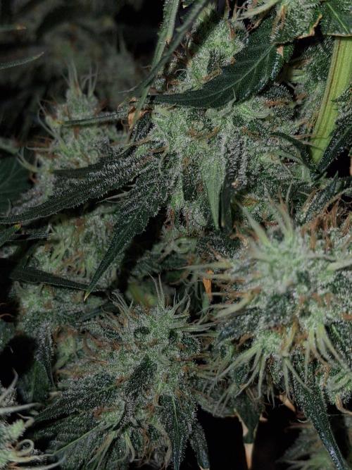 SensiStar* + Wappa Love it or Love it !!. Week 8 - Mhhhm😋

Metall Nuggets 😊