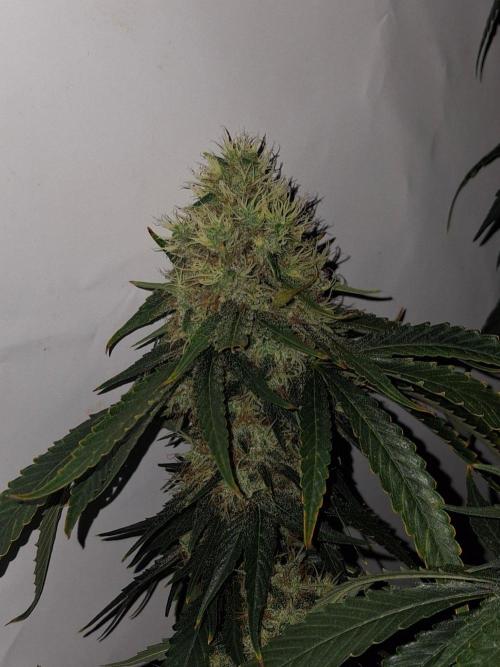SensiStar* + Wappa Love it or Love it !!. Week 8 - Isn't she lovley,how she surprised us with a good stack of Hairs towards the End