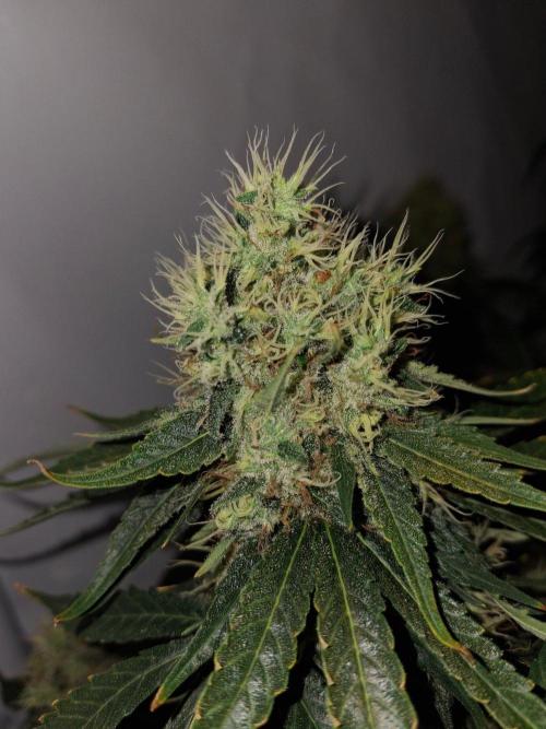 SensiStar* + Wappa Love it or Love it !!. Week 8 - Fresh Hairs means,we are not done yet. Resin is still clear and cloudy mixed