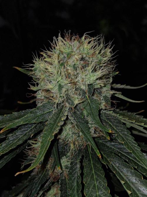 SensiStar* + Wappa Love it or Love it !!. Week 8 - Sensistar 

Queen of the night 🌙 