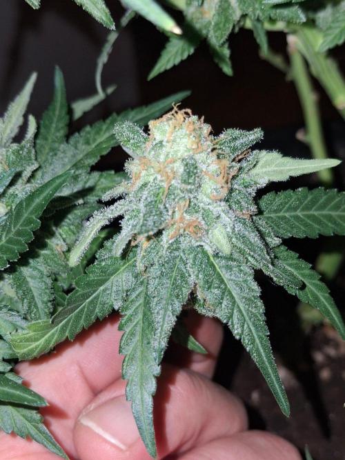 SensiStar* + Wappa Love it or Love it !!. Week 8 - Wappa bottom flower,still a decent sized nugget! 

1 day free Medizine 😊