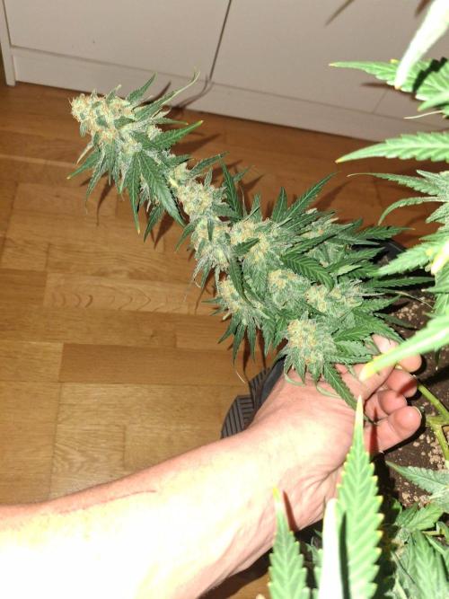 SensiStar* + Wappa Love it or Love it !!. Week 8 - So this is the lowest branch of Wappa. This Phenotype produces very good flower!