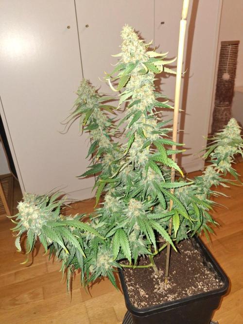 SensiStar* + Wappa Love it or Love it !!. Week 8 - Wappa , u can only see half of the plant ""