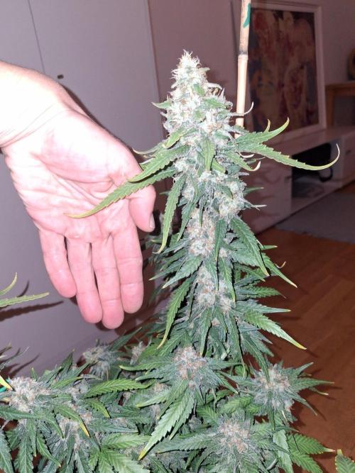 SensiStar* + Wappa Love it or Love it !!. Week 8 - Still,good size ,considered that these Clones had almost no time to shoot roots