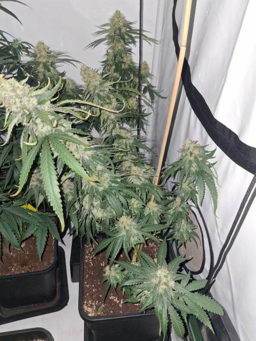 SensiStar* + Wappa Love it or Love it !!. Week 8 - Wappa