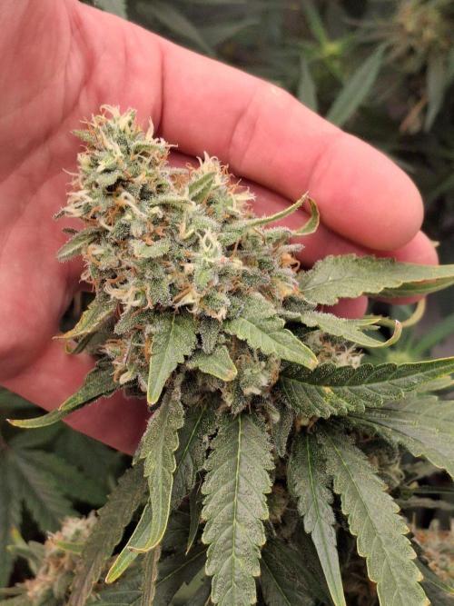 SensiStar* + Wappa Love it or Love it !!. Week 8 - Wappa