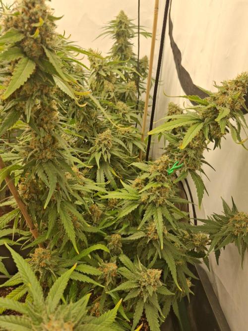 SensiStar* + Wappa Love it or Love it !!. Week 8 - Wappa 