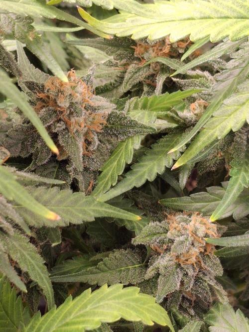 SensiStar* + Wappa Love it or Love it !!. Week 8 - Wappa lower bottom flowers