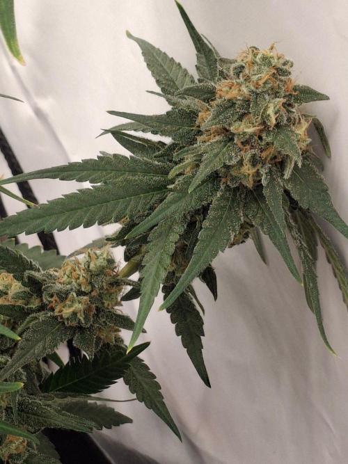 SensiStar* + Wappa Love it or Love it !!. Week 8 - Wappa mid part flower 