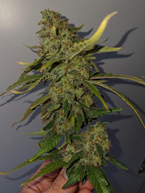 SensiStar* + Wappa Love it or Love it !!. Week 9 - Wappa Day 63 