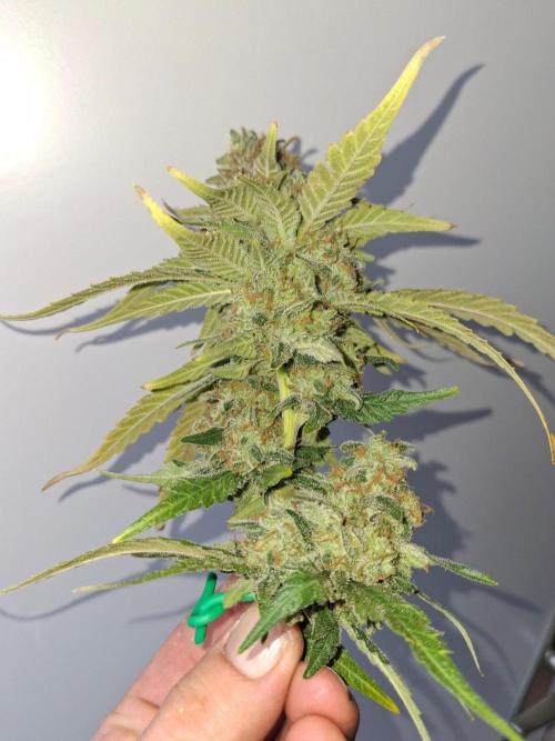 SensiStar* + Wappa Love it or Love it !!. Week 9 - Wappa controll bud 