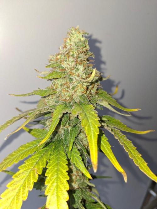 SensiStar* + Wappa Love it or Love it !!. Week 9 - Wappa
