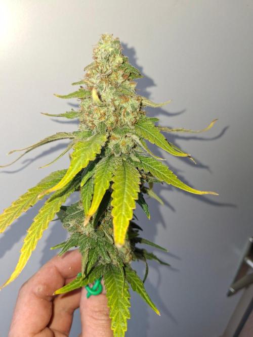 SensiStar* + Wappa Love it or Love it !!. Week 9 - Wappa