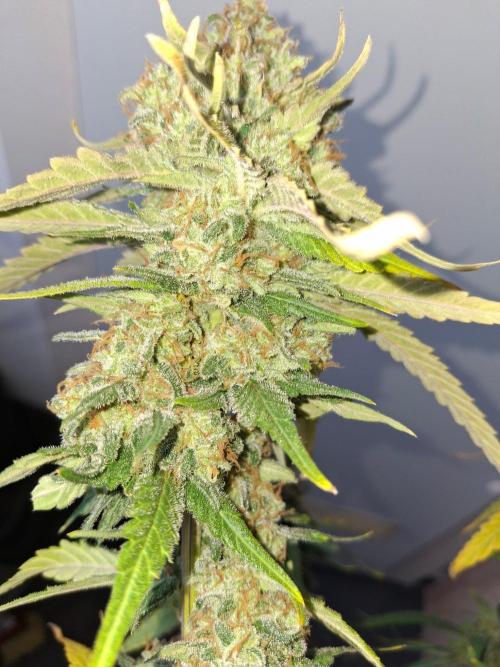 SensiStar* + Wappa Love it or Love it !!. Week 9 - Wappa 