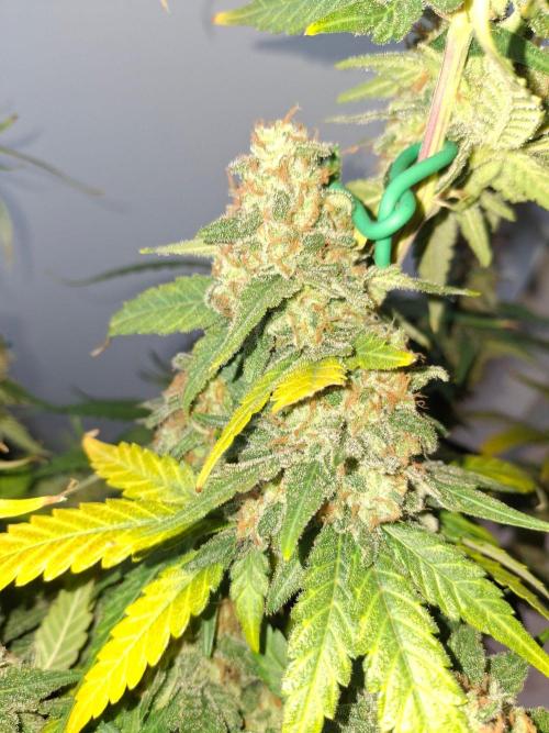 SensiStar* + Wappa Love it or Love it !!. Week 9 - Wappa 