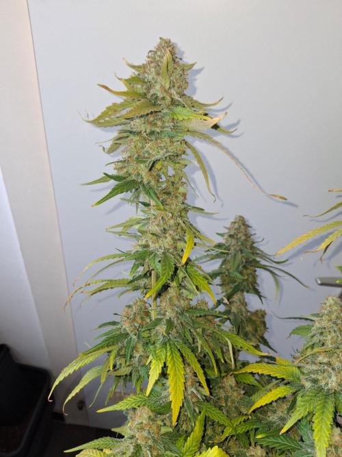 SensiStar* + Wappa Love it or Love it !!. Week 9 - Wappa