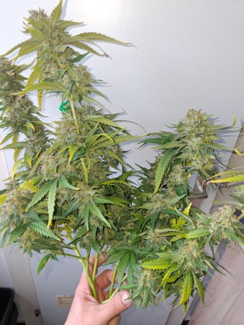 SensiStar* + Wappa Love it or Love it !!. Week 9 - Wappa
