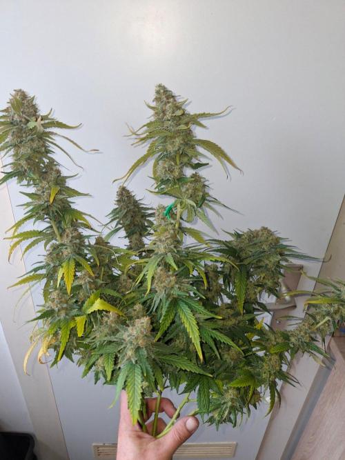 SensiStar* + Wappa Love it or Love it !!. Week 9 - Wappa 