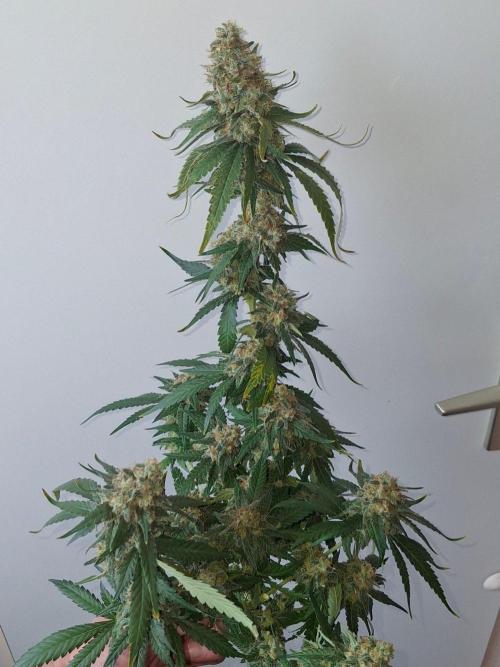 SensiStar* + Wappa Love it or Love it !!. Week 9 - Wappa