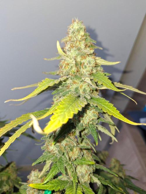 SensiStar* + Wappa Love it or Love it !!. Week 9 - Wappa 