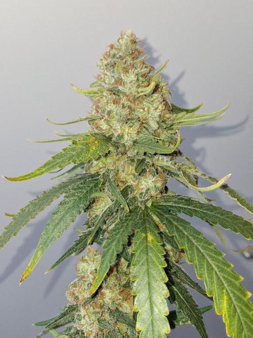SensiStar* + Wappa Love it or Love it !!. Week 9 - Wappa