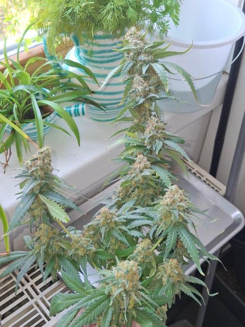 SensiStar* + Wappa Love it or Love it !!. Week 9 - Wappa