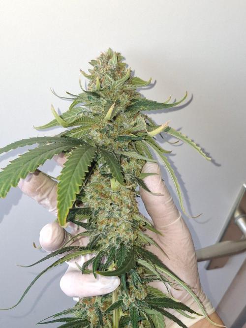 SensiStar* + Wappa Love it or Love it !!. Week 9 - Wappa