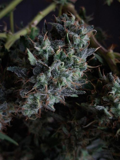 SensiStar* + Wappa Love it or Love it !!. Week 9 - Sensistar lower buds