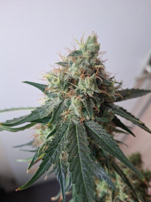 SensiStar* + Wappa Love it or Love it !!. Week 9 - Sensistar mid Bud 