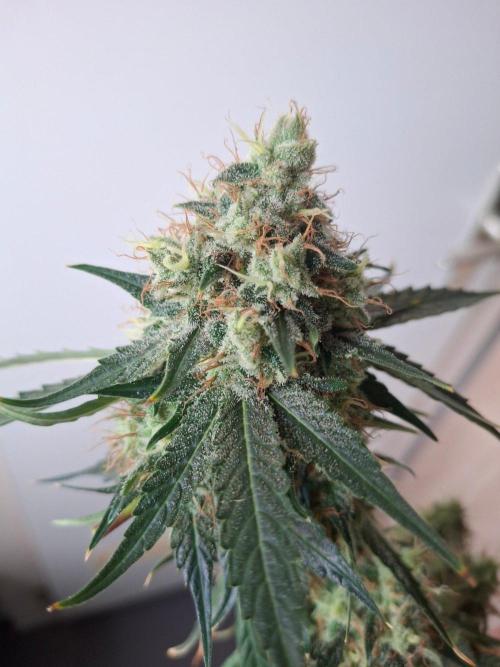 SensiStar* + Wappa Love it or Love it !!. Week 9