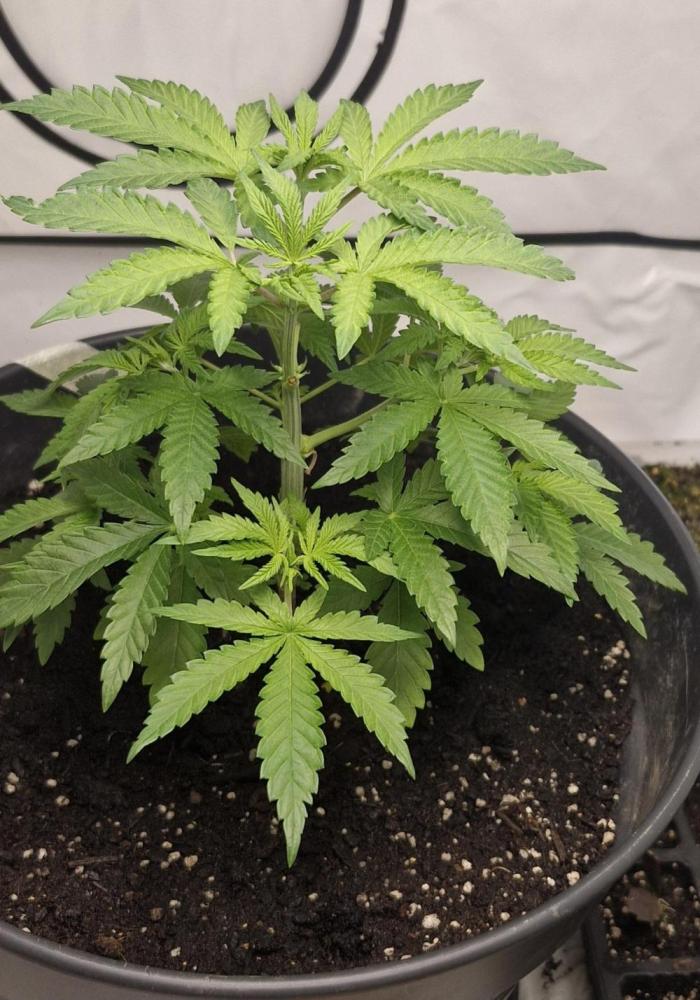 White russian fem. Week 6