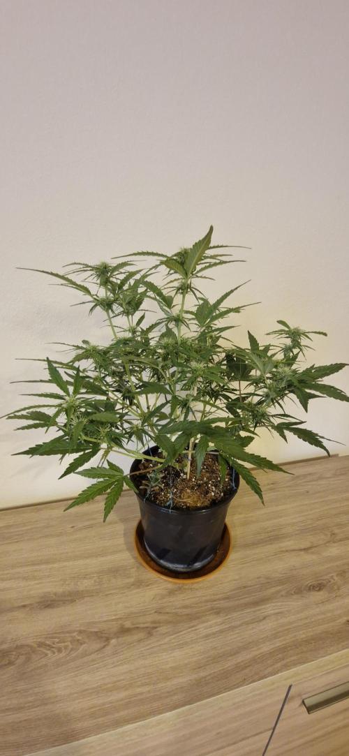 Godfather OG. Week 9