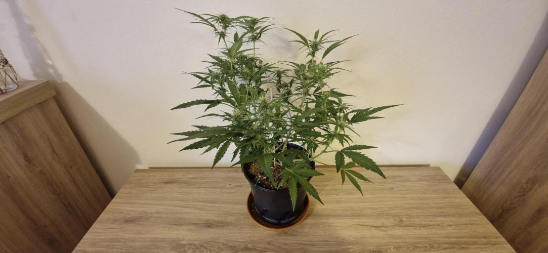Godfather OG. Week 9