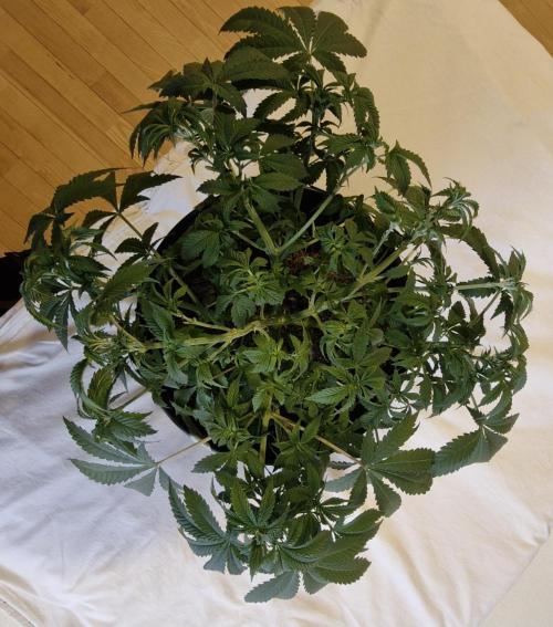 White russian. Week 9 - Trochu defoliace a otevření koruny pro světlo.