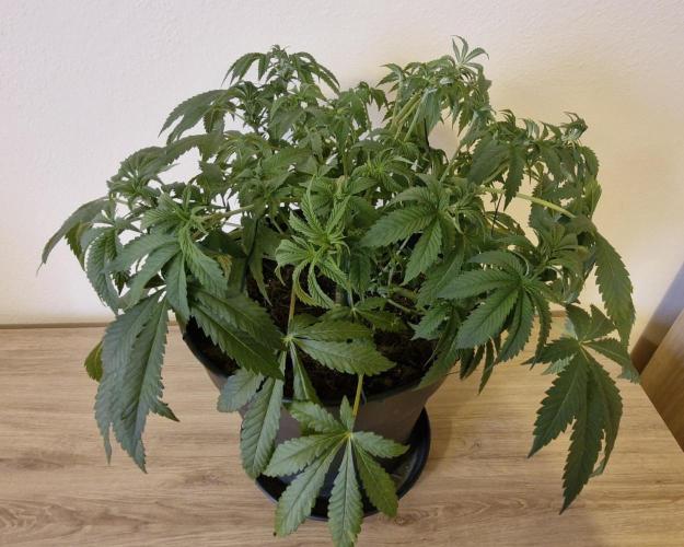 White russian. Week 9