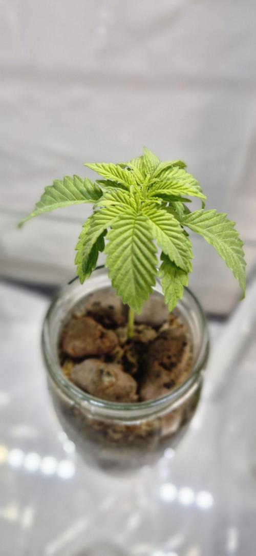 White Russian #2. Week 0 - Strong stem, nice crown.