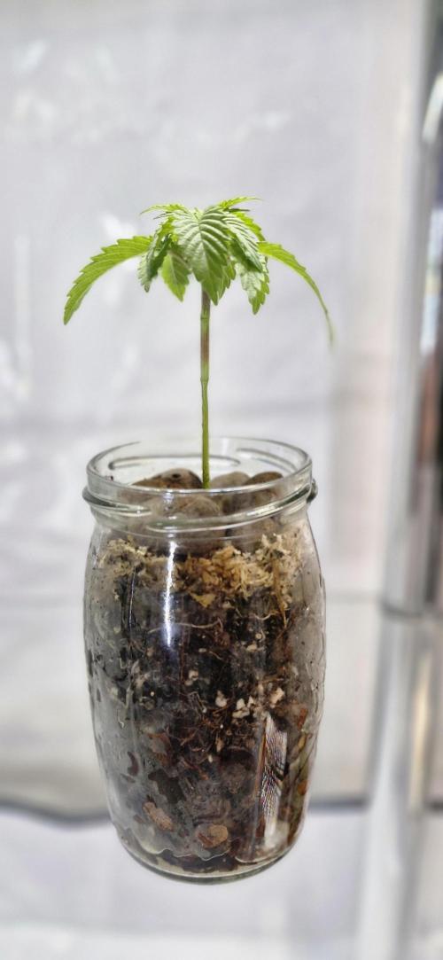 White Russian #2. Week 0