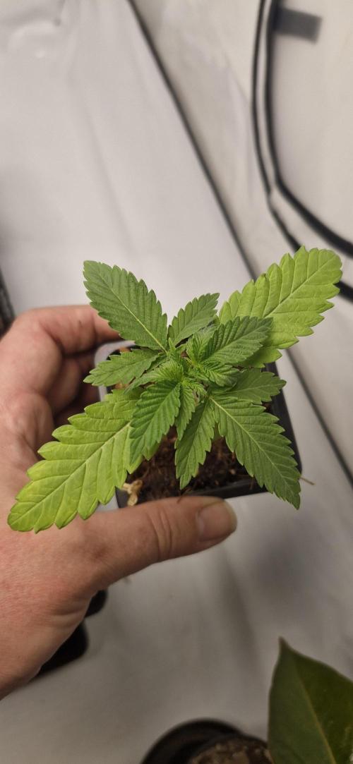 White Russian #2. Week 0