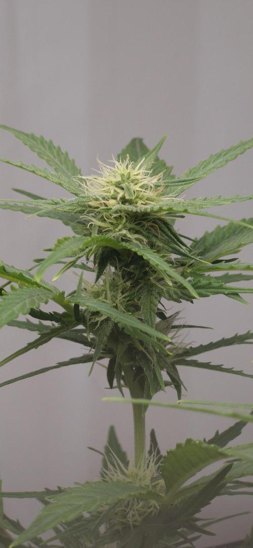 Godfather OG. Week 10