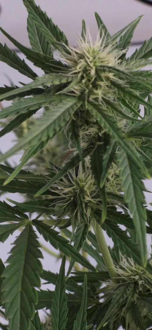 Godfather OG. Week 10