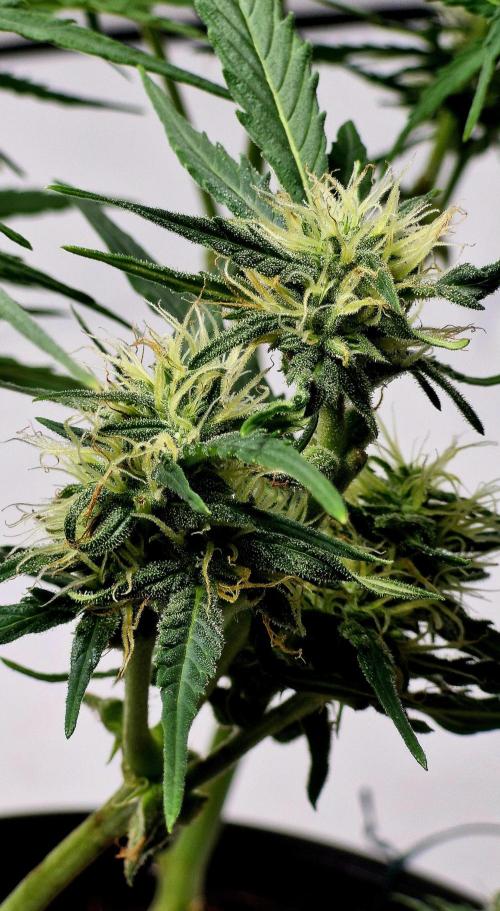 Godfather OG. Week 10