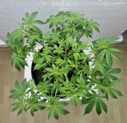 White russian. Week 10